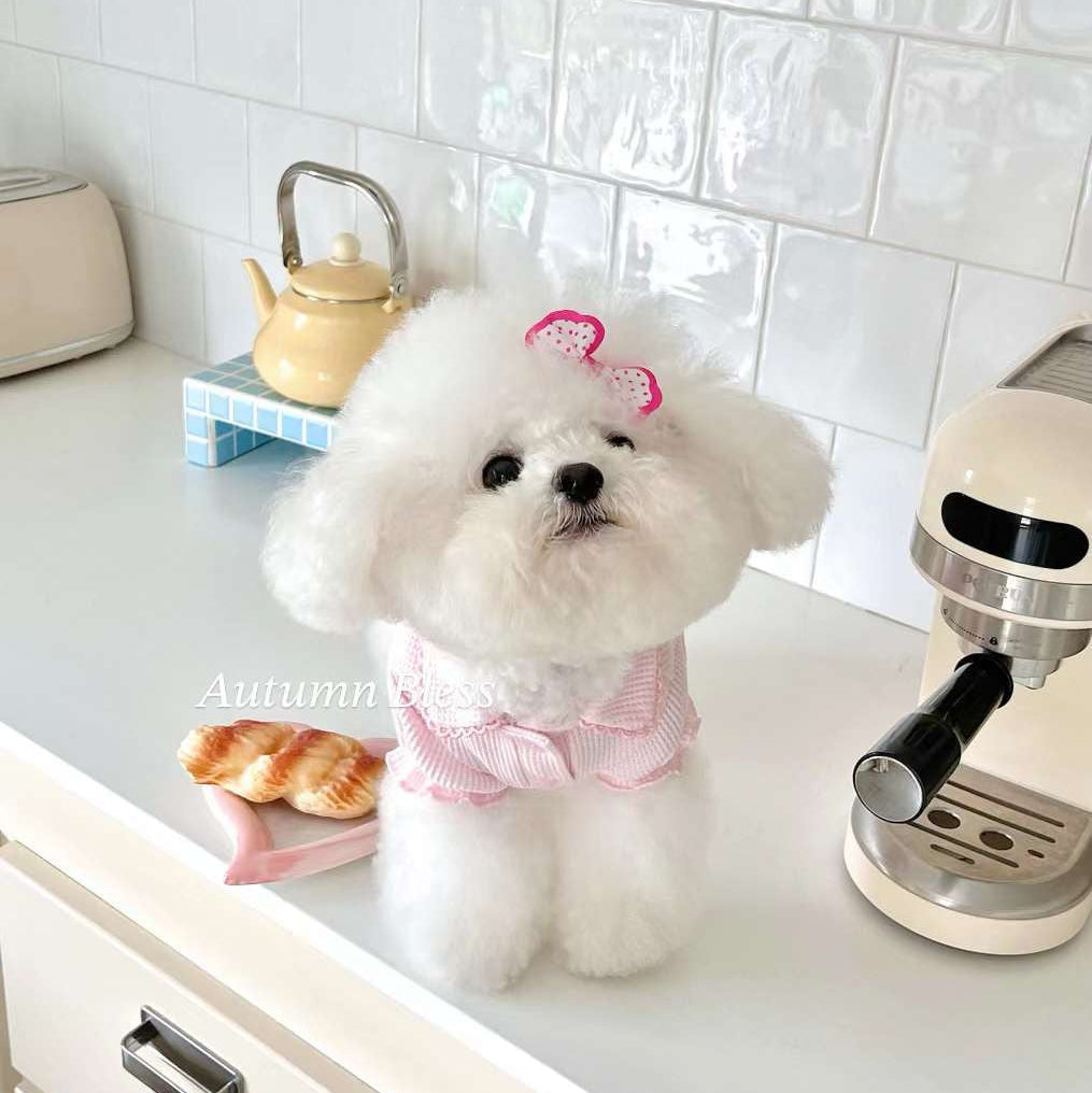 Autumn Bless ワッフルニット 襟付きドッグシャツ | Waffle Knit Dog Shirt with Collar – Soft & Lightweight Pet Top