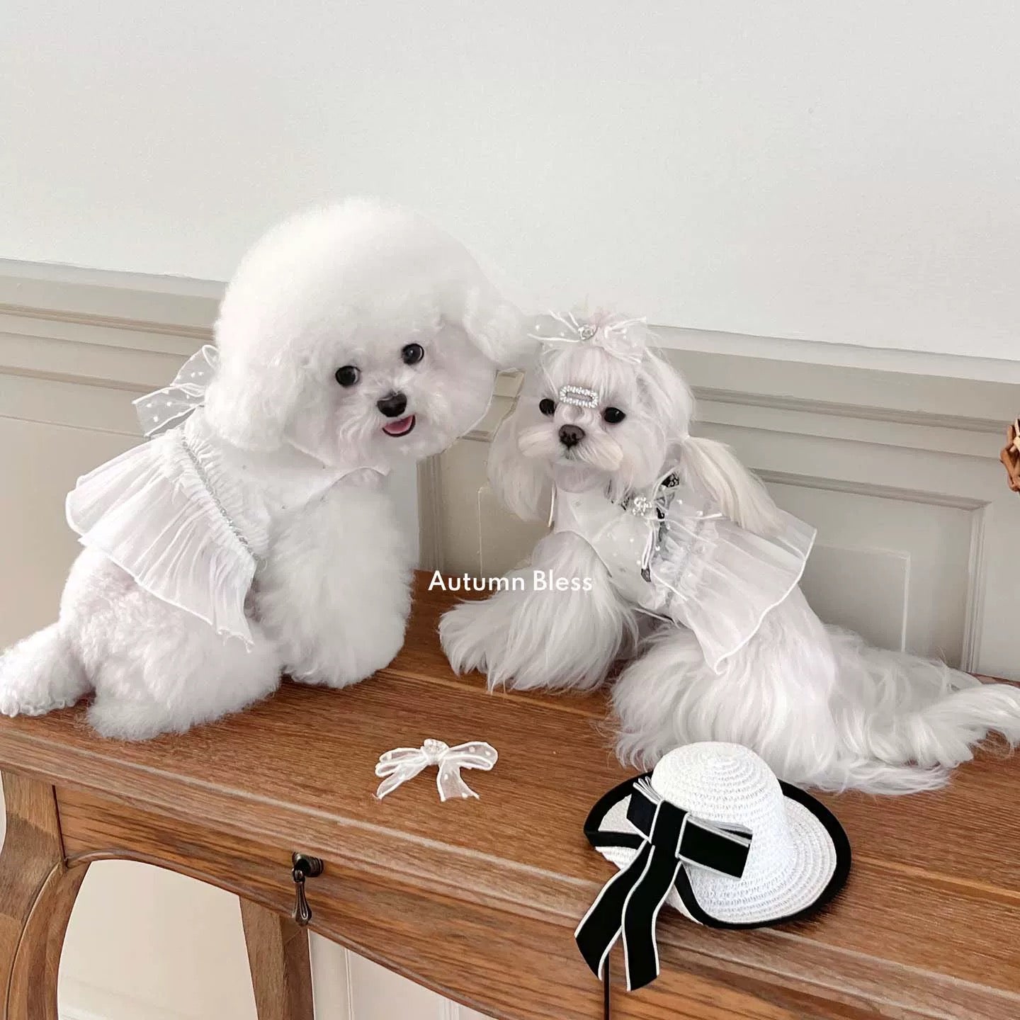 Autumn Bless 【数量限定】ホワイトレースリボンハーネス（ヘアクリップ付き）[Limited Edition] White Lace Bow Harness|